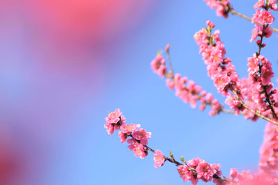 Low angle view of cherry blossoms against sky