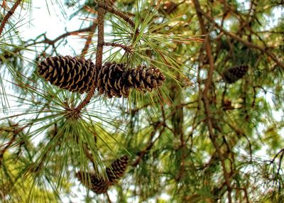 Low angle view of pine tree against sky