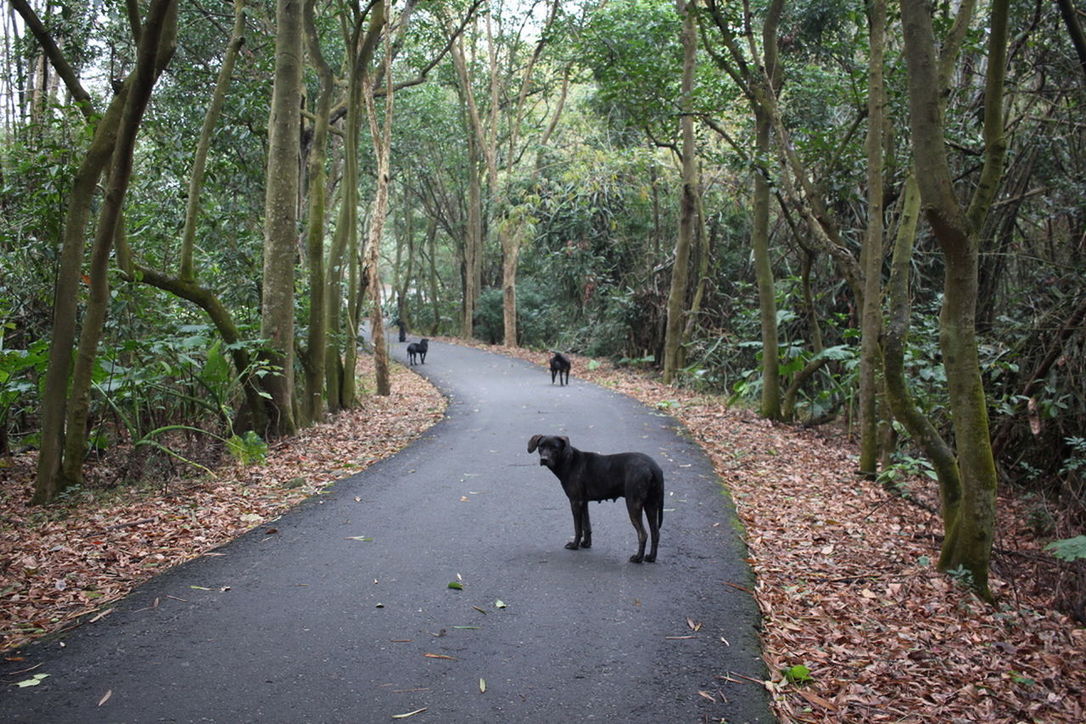DOG ON ROAD AMIDST TREES