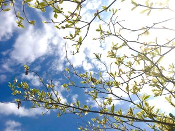 Low angle view of flower tree against blue sky
