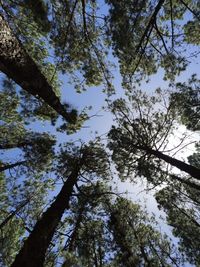 Low angle view of trees against sky