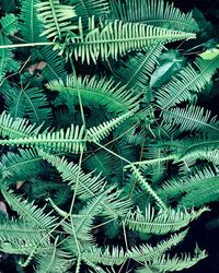 Full frame shot of palm tree leaves