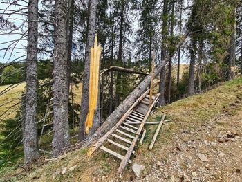 Panoramic shot of trees in forest