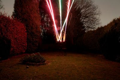 Illuminated trees at night
