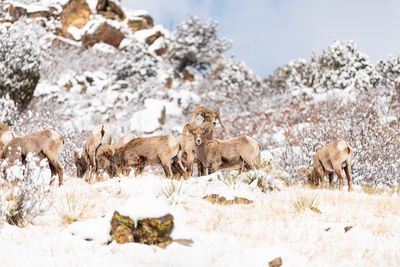 View of sheep on snow covered land