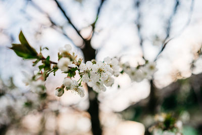 Low angle view of cherry blossom