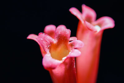 Close-up of water drops on pink flower against black background