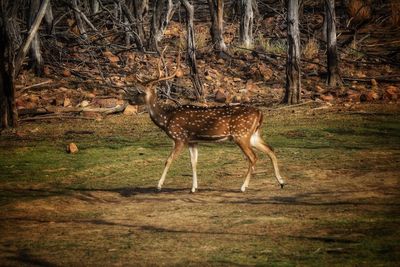 Deer in a forest