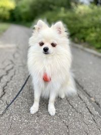 pet