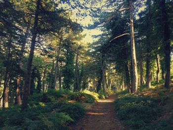 Road amidst trees in forest