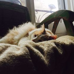 Cat lying on sofa at home