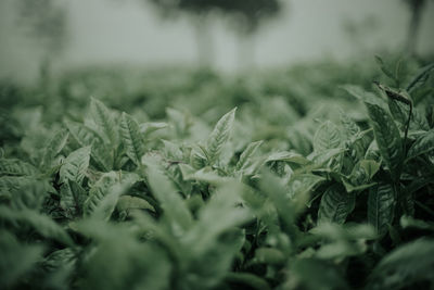 Close-up of plants growing outdoors