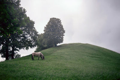 Horse on field against sky