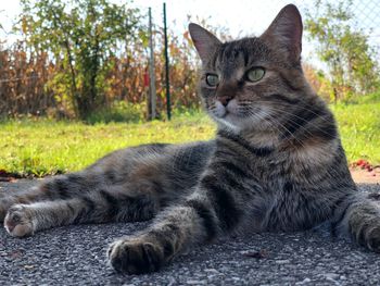 Portrait of a cat