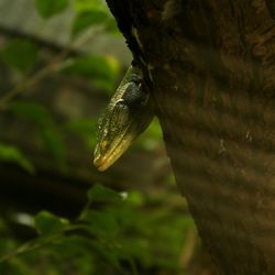 Close-up of lizard on leaf