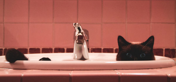 Close-up portrait of cat in sink
