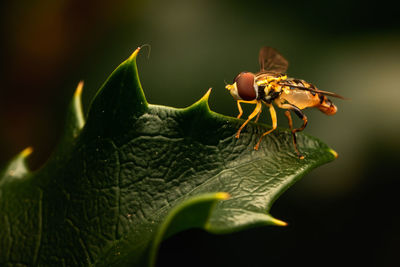 Close-up of insect on leaf