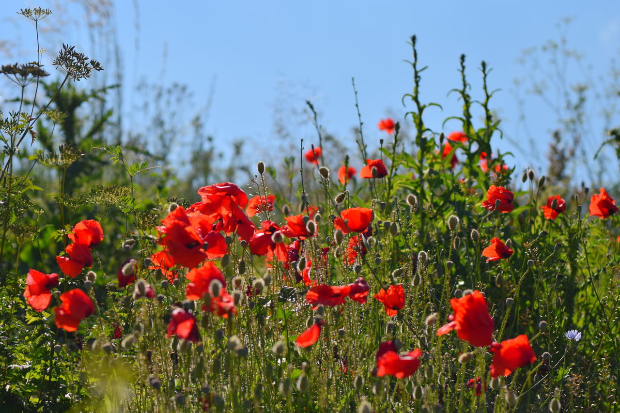 Red flowers in the field