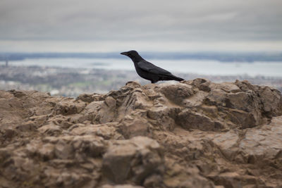 Side view of black bird perching on rock