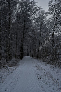 Snow covered road amidst trees in forest