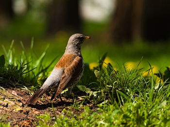 Bird perching on a field