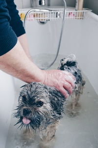 Person giving dog a bath