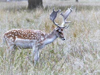 Deer in a field