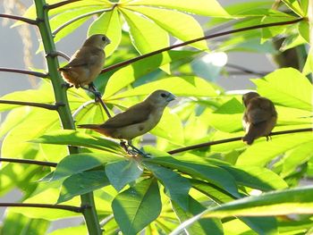 Low angle view of birds perching on tree