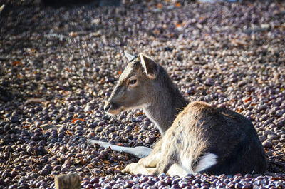 Side view of a lizard on rock