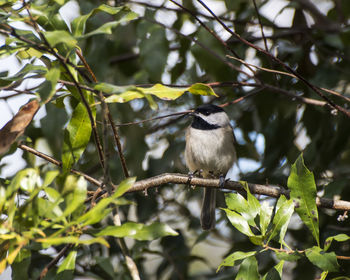 Bird perching on branch