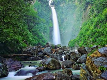 Scenic view of waterfall in forest