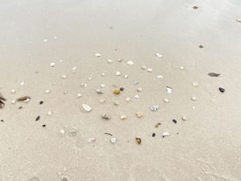 High angle view of shells on beach