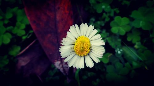 Close-up of yellow flower blooming outdoors