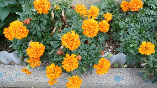 Close-up of marigold flowers blooming outdoors