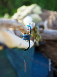 Close-up of rope tied on branch