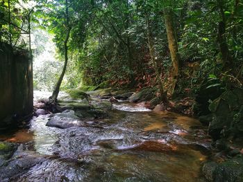 Stream flowing through rocks in forest