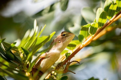 Close-up of a lizard on tree