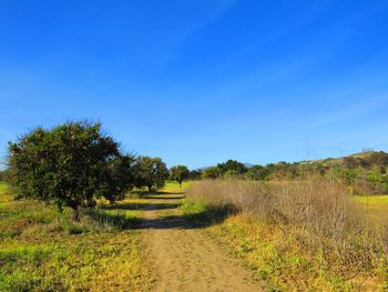 Scenic view of landscape against clear blue sky