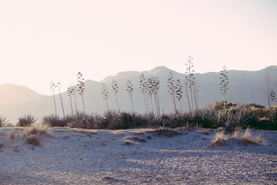 Scenic view of mountains against clear sky