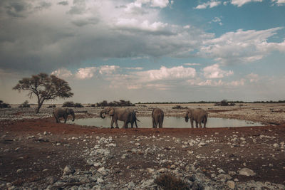 View of horses on field against sky