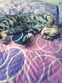 Close-up of cat sleeping on bed at home