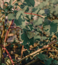 Close-up of leaves on tree