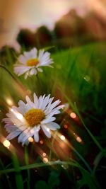 Close-up of white flowers blooming outdoors