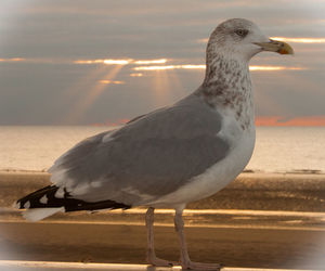 Seagull on beach