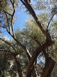 Low angle view of tree against sky