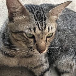 Close-up portrait of a cat