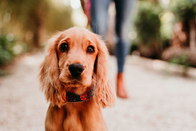 Close-up portrait of a dog