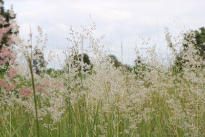 Plants growing on field against sky