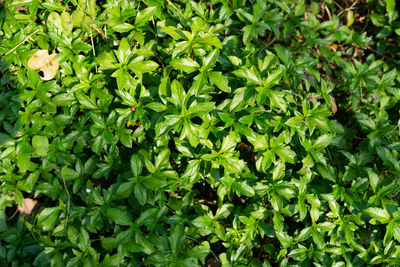 Full frame shot of fresh green plants