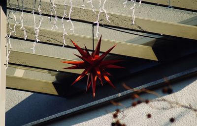 High angle view of plants on wall